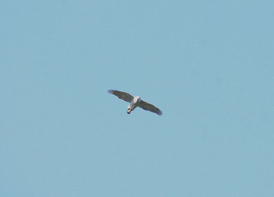 NORTHERN GOSHAWK . NEAR HALDON . DEVON . ENGLAND . 22 . 2 . 2014