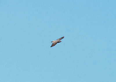 NORTHERN GOSHAWK . NEAR HALDON . DEVON . ENGLAND . 22 . 2 . 2014