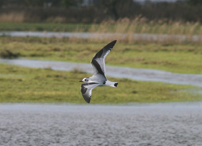 LITTLE GULL ( 1st Winter ) . THE EXMINSTER MARSHES . DEVON . 25 . 2 . 2014 