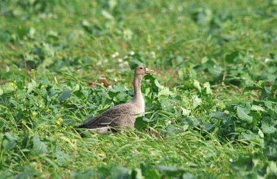GREATER WHITE-FRONTED GOOSE ( Anser albifrons ) . THE TOP FIELDS . GORE LANE . EXMOUTH . DEVON . 22 . 10 . 2013