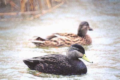 AMERICAN BLACK DUCK ( Anus rubripes ) , SLAPTON LEY , DEVON , 11, 2 , 2001