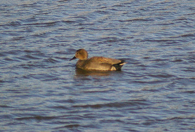 GADWALL ( Anus strepera ) . BOWLING GREEN MARSH . TOPSHAM . DEVON . 27 . 10 . 2012