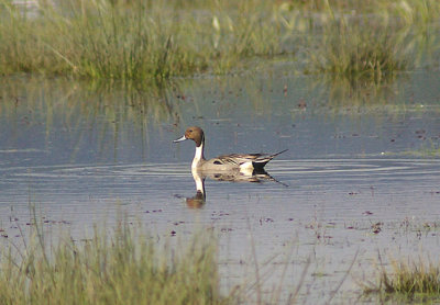 NORTHERN PINTAIL (Anus acuta ) . EXMINSTER MARSH . DEVON . 6 . 5 . 2012