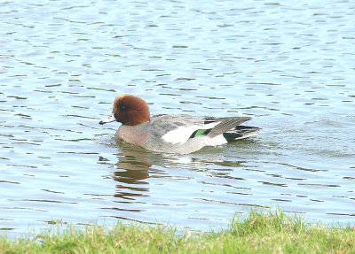 EURASIAN WIGEON ( Anus penelope ) . BOWLING GREEN MARSH . TOPSHAM . DEVON . 3 . 11 . 2013