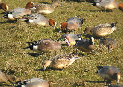 AMERICAN WIGEON ( Anus americana ) . BOWLING GREEN MARSH . TOPSHAM . DEVON . 6 . 4 . 2013