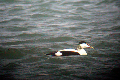 COMMON EIDER ( Somateria mollissima ) . DAWLISH WARREN . DEVON . 26 . 4 . 2003