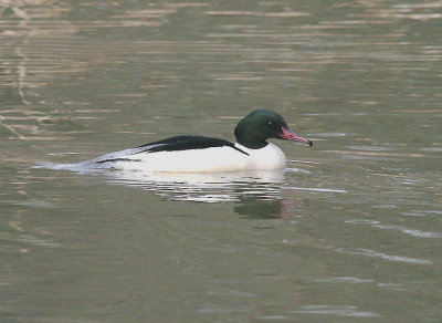 GOOSANDER ( Mergus merganser ) . THE STOVER COUNTRY PARK . DEVON . 8 . 1 . 2014
