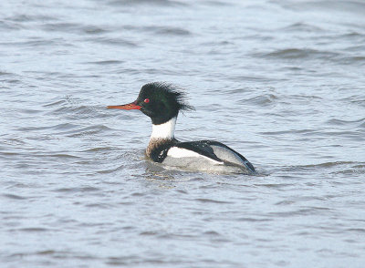 RED-BREASTED MERGANSER ( Male ) ( Mergus serrator ) . DAWLISH WARREN . DEVON . 14 . 1 . 2014
