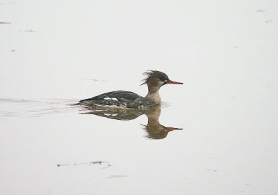 RED-BREASTED MERGANSER ( Female ) ( Mergus serrator ) . THE RIVER EXE . TOPSHAM . DEVON . 4 . 1 . 2014