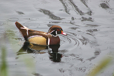 WOOD DUCK ( Aix sponsa ) ( Escape ) . THE EXETER CANAL . DEVON . 12 . 11 . 2010