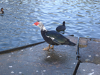 MUSCOVY DUCK ( Cairina moschata ) ( ESCAPE ) . DECOY LAKE . NEWTON ABBOT . DEVON . 14 . 1 . 2007