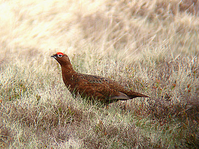 RED GROUSE ( Lagopus lagopus scotica ) . NEAR YES TOR . DARTMOOR . DEVON . 22 . 4 . 2007