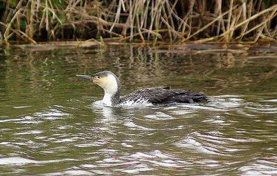RED THROATED DIVER ( Gavia stellata ) . THE EXETER CANAL . EXMINSTER MARSH . DEVON . 10 . 4 . 2013