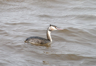 GREAT CRESTED GREBE ( Podiceps cristatus ) . THE EXE ESTUARY . EXMOTH . DEVON . 15 . 2 . 2014