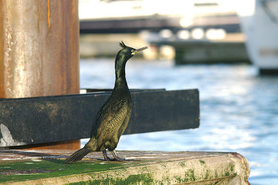 EUROPEAN SHAG ( Phalacrocorax aristotelis ) , BRIXHAM HARBOUR , DEVON , 30 , 12 , 2013