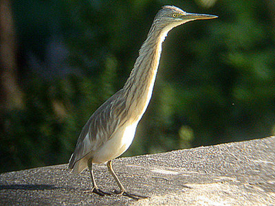 SQUACCO HERON ( Ardeola ralloides ) , NEWTON ABBOT , DEVON , 4 , 10 , 2005