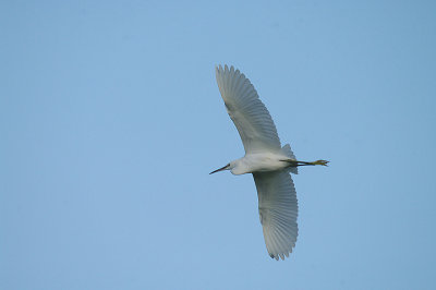 LITTLE EGRET ( Egretta garzetta ) . Nr TREWS WEAR . EXETER . DEVON . 23 . 10 . 2013
