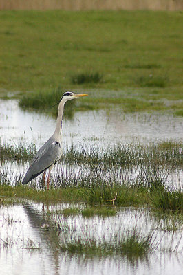 GREY HERON ( Ardea cinerea ) . EXMINSTER MARSH . DEVON . 26 . 4 . 2012