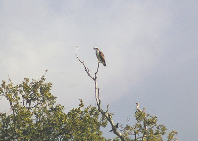 OSPREY ( Pandion haliaetus ) , BOWLING GREEN MARSH , TOPSHAM , DEVON , 6 , 9 , 3013