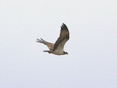 OSPREY ( Pandion haliaetus ) . THE CLYST ESTUARY . TOPSHAM . DEVON . 28 , 3 , 2010.JPG