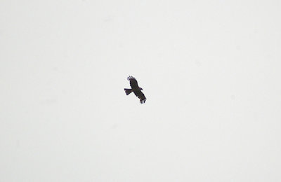 BLACK KITE ( Milvus migrans ) . Nr KENNERLEIGH . DEVON . 28 . 7 . 2011