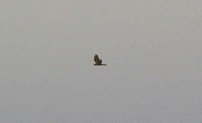 WESTERN MARSH HARRIER ( Circus aeruginosus ) . SLAPTON LEY . DEVON . 17 . 1 . 2010