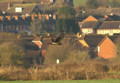 HEN HARRIER ( Circus cyaneus ) ( Female ) . THE EXMINSTER MARSHES . DEVON . 27 . 2 . 2011