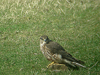 MERLIN ( Falco columbarius ) , NORTHAM BURROWS , DEVON , 1 , 4 , 2006
