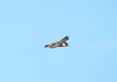 PEREGRINE FALCON ( Falco peregrinus ) . DAWLISH WARREN . DEVON . 2 . 1 . 2014