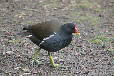 COMMON MOORHEN ( Gallinula chloropus ) . STOVER PARK . DEVON . 9 . 2 . 2011