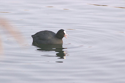 COMMON COOT ( Fulica atra ) . THE EXETER CANAL . EXMINSTER MARSH . DEVON . 22 . 12 . 2010