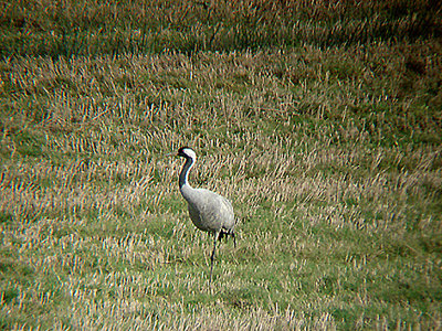 COMMON CRANE ( Grus grus ) , Nr MODBURY , DEVON , 5 , 11 , 2008