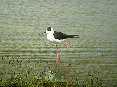 BLACK WINGED STILT ( Himantopus himantopus ) , PLYMOUTH , DEVON , 2 , 4 , 2006