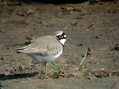 LITTLE RINGED PLOVER ( Charadrius dubius ) . EXMINSTER MARSH . DEVON . 1 . 4 . 2009