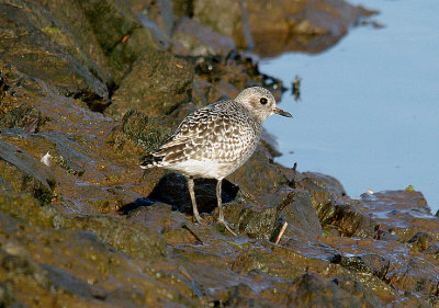 GREY PLOVER ( Pluxialis squatarola ) . THE EXE ESTUARY . DEVON . 16 . 2 . 2014