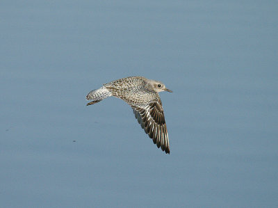 GREY PLOVER ( Pluvialis squatarola ) . THE EXE ESTUARY . DEVON . 16 . 2 . 2014
