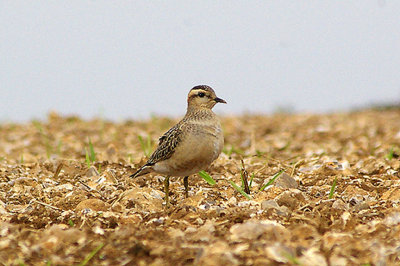 EURASIAN DOTTEREL ( Charadrius morinellus ) , AXMOUTH , DEVON , 5 , 9 , 2010