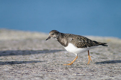 RUDDY TURNSTONE ( Arenaria interpres ) . BRIXHAM BREAKWATER . DEVON . 29 . 12 . 2013