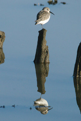 DUNLIN ( Calidris alpina ) . THE TURF HOTEL . DEVON . 16 . 2 . 2014