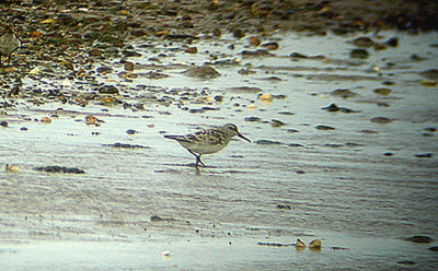 BROAD BILLED SANDPIPER ( Limicola falcinellus ) . DAWLISH WARREN . DEVON . 1 . 5 . 2006