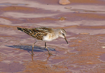 LITTLE STINT ( Calidris minuta ) , THE OTTER ESTUARY . DEVON . 17 . 9 . 2010