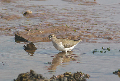 SPOTTED SANDPIPER ( Actitis macularius ) . THE TURF LOCKS . DEVON . 22 . 9 . 2010