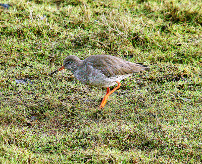 COMMON REDSHANK ( Tringa totanus ) . BOWLING GREEN MARSH . TOPSHAM . DEVON . 2 . 2 . 2014