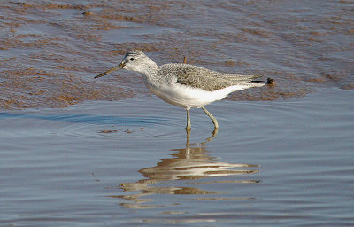 COMMON GREENSHANK ( Tringa nebularia ) , COCKWOOD HARBOUR , DEVON , 11 , 2 , 2014