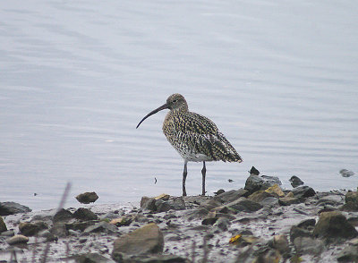 EURASIAN CURLEW ( Numenius arquata ) . THE RECREATION GROUND . TOPSHAM . DEVON . 2 . 12 . 2013