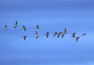 WHIMBREL ( Numenius phaeopus ) . EXMOUTH . DEVON . 2 . 5 . 2010