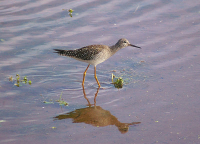 LESSER YELLOWLEGS ( Tringa flavipes ) . TREWS WEIR . EXETER . DEVON . 14 . 9 . 2013