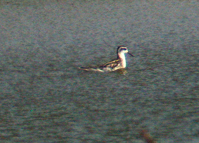 RED-NECKED PHALAROPE ( Phalaropus lobatus ) . SOUTH HUISH MARSH . DEVON . 27 / 8 / 2003