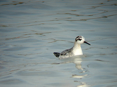 GREY PHALAROPE ( Phalaropus fulicarius ) . PORTWOTHY DAM . DEVON . 7 . 10 . 2007
