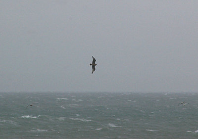 GREAT SKUA ( Stercorarius skua ) . HOPE`S NOSE . DEVON . 3 . 10 . 2010